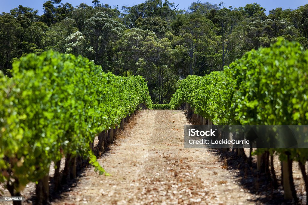 vigna - Foto stock royalty-free di Agricoltura