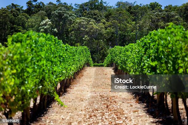 Foto de Vinha e mais fotos de stock de Agricultura - Agricultura, Alimentação Saudável, Arbusto