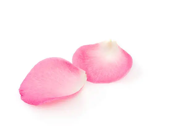 Two rose petals on white background. YOU MIGHT ALSO LIKE: