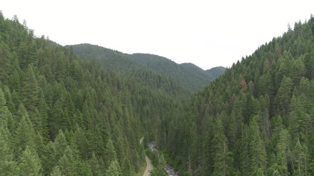 Aerial over pine tree forest in Riggins Idaho in spring time on cloudy day