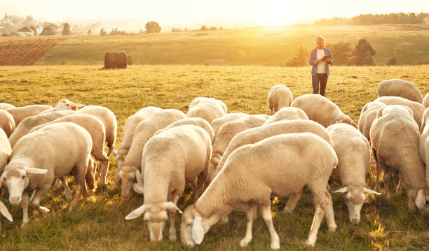 istock Mature couple working on the farm 1736960113