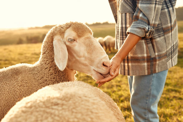 istock Mature couple working on the farm 1736960114