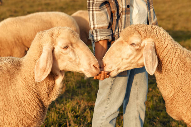 istock Mature couple working on the farm 1736960128