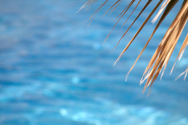 istock Palm leaves and sea backdrop. 173696136
