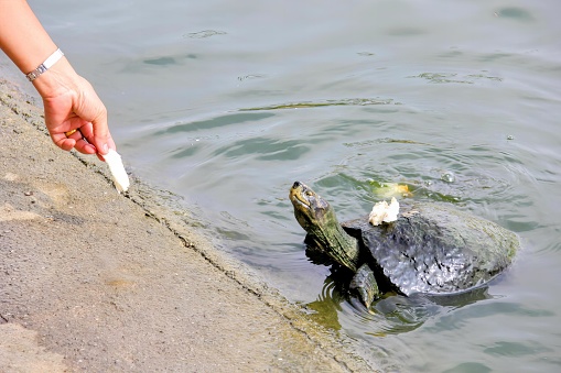 turtles are fed by hand and feeding them.
