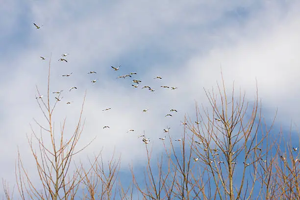 Snowgeese circle a pond. Foreground shows unfocused tree branches. Geese are focused and their flight action is stopped.