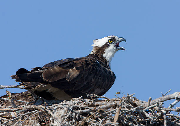 Osprey in the Nest