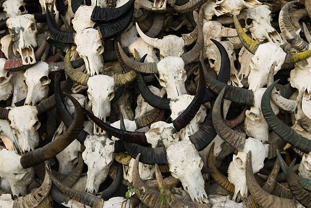 istock Buffalo Skulls 173696538