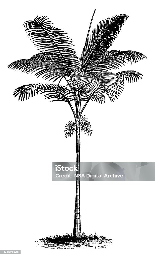 Vintage-Clip Art Grafiken und Illustrationen/Palm Tree - Lizenzfrei Palme Stock-Illustration