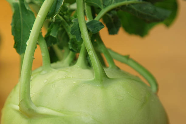 グリーンのキャベツ - turnip leaf vegetable green freshness ストックフォトと画像