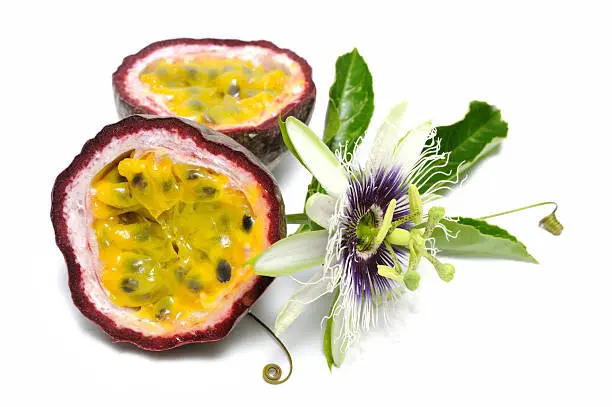 Large passionfruit with vine and flower on white.