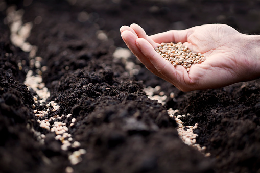 Royalty free stock image of close-up of hand sowing wheat in rows.