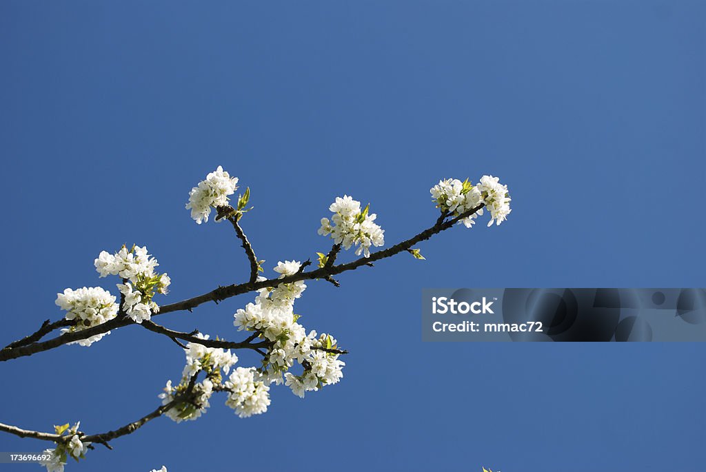 Cherry blossoms - Foto de stock de Abril royalty-free