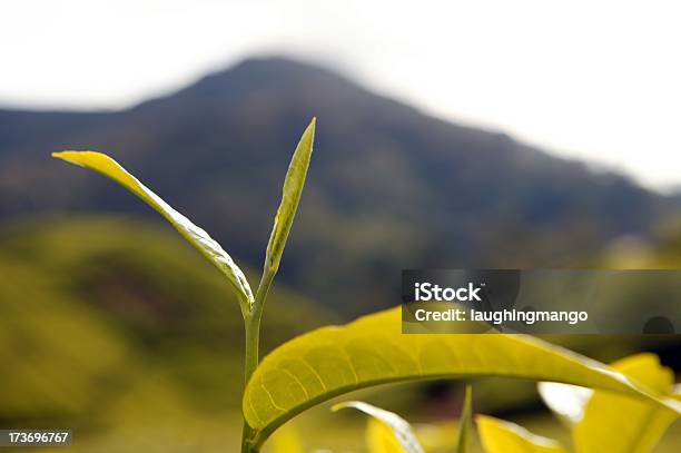 Plantación De Té Cameron Highlands Pahang Malasia Foto de stock y más banco de imágenes de Agricultura - Agricultura, Aire libre, Antioxidante