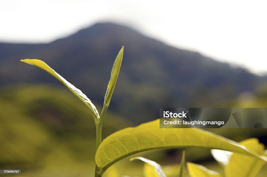 Plantação de chá terras altas de cameron Malásia de pahang - Royalty-free Agricultura Foto de stock