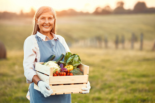 Mature beautiful woman farmer holding a wooden box of harvested vegetables while standing against the background of a field. Agriculture and agriculture concept.