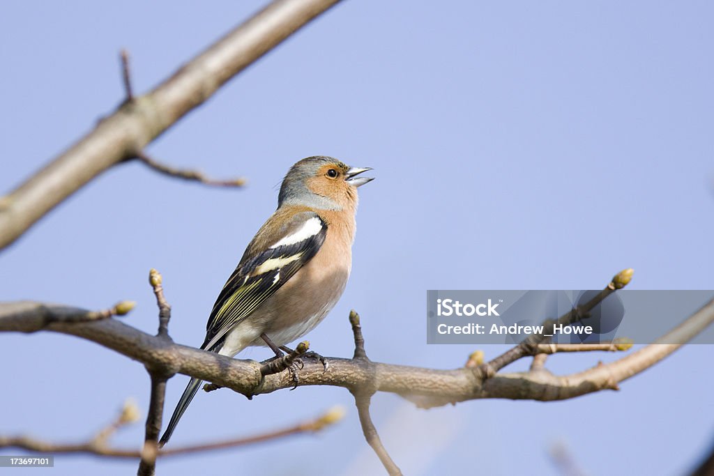 Buchfink (Fringilla coelebs) - Lizenzfrei Buchfink Stock-Foto