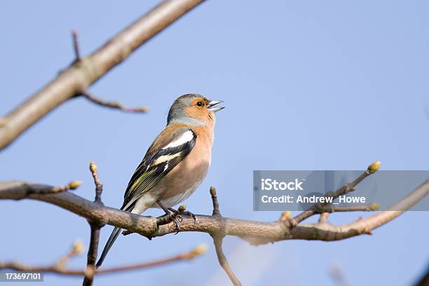 Buchfink Stockfoto und mehr Bilder von Buchfink - Buchfink, Ast - Pflanzenbestandteil, Himmel