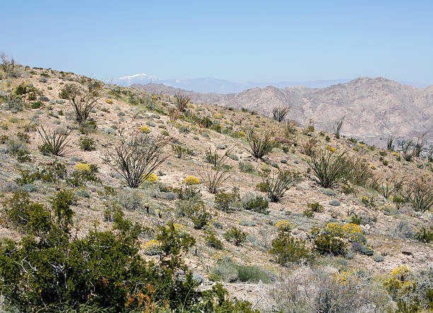 istock Spring Blooms High Above Palm Desert 173697164