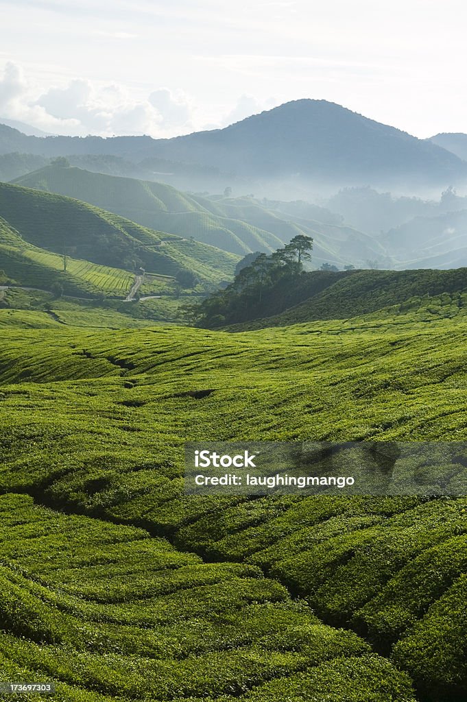 tea plantation cameron highlands pahang malaysia tea plantation malaysia Agriculture Stock Photo