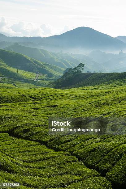 Tea Plantation Cameron Highlands Pahang Malaysia Stock Photo - Download Image Now - Agriculture, Antioxidant, Asia