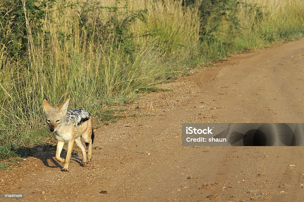 Chacal de Manto Prêto - Foto de stock de Animais de Safári royalty-free