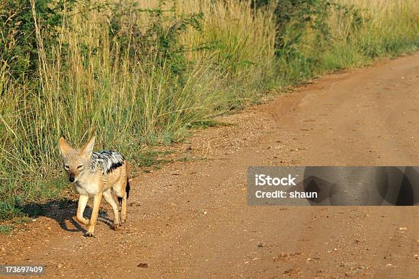 Foto de Chacal De Manto Prêto e mais fotos de stock de Animais de Safári - Animais de Safári, Animal, Animal selvagem