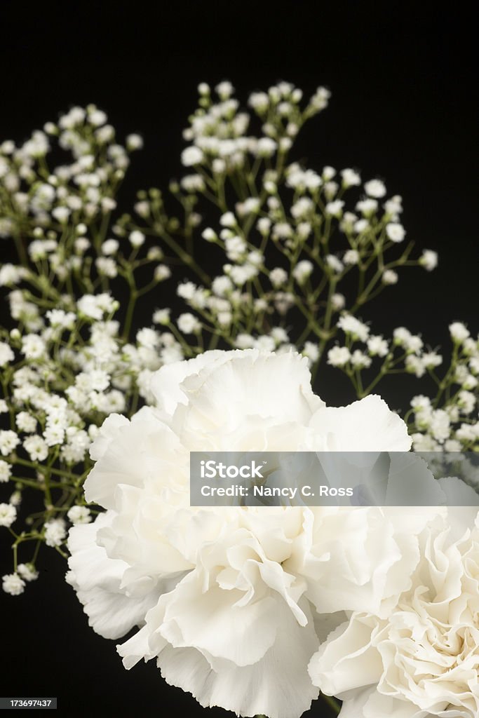 White Nelke Blumenarrangements, isoliert auf schwarz, Blume, Blütenblätter - Lizenzfrei Bildschärfe Stock-Foto