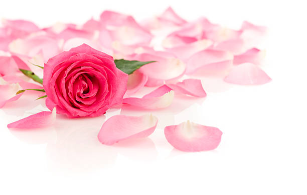 istock Pink Rose with Petals 173697725