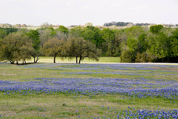 istock Bluebonnets Galore 173697891