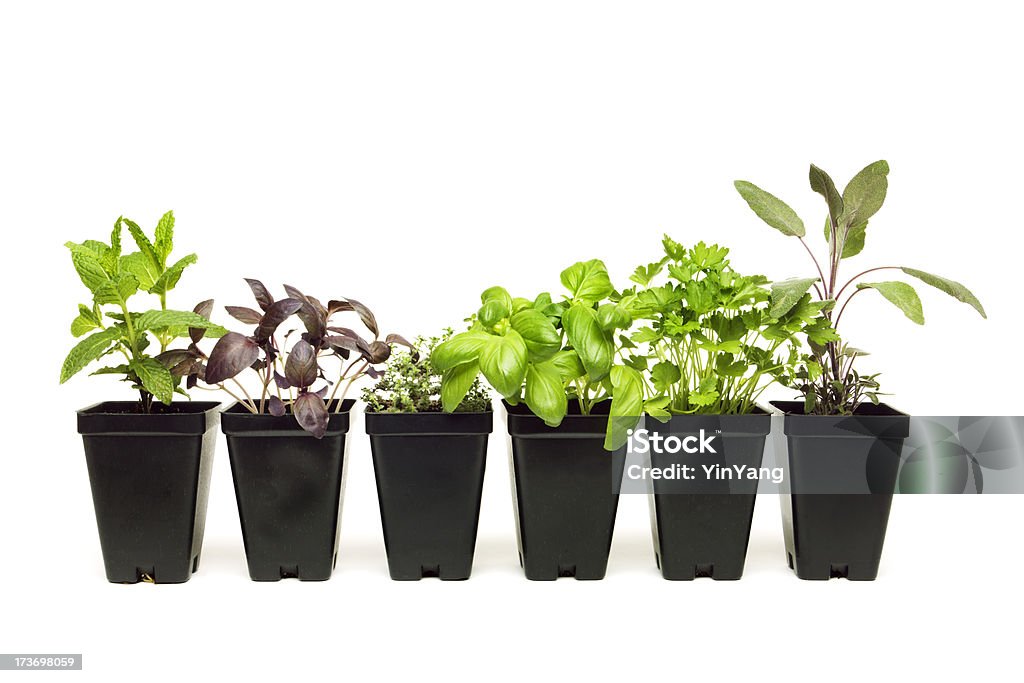 Herb Rozsada roślin - Zbiór zdjęć royalty-free (Roślina doniczkowa)