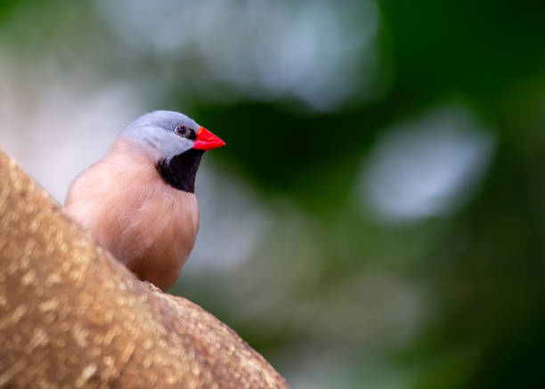istock Long-tailed Finch (Poephila acuticauda) outside 1736982888