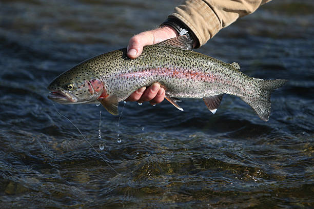istock Rainbow Trout in Alaska - Fly Fishing 173698330