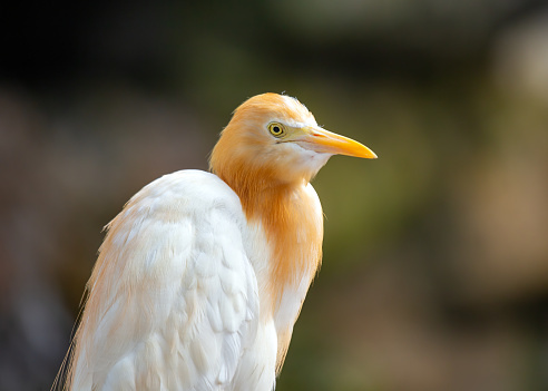 The cattle egret is a small, white wading bird with a long, slender neck and bill. It is found in tropical and subtropical regions around the world, and is often seen following herds of cattle, where it feeds on insects and other small animals.