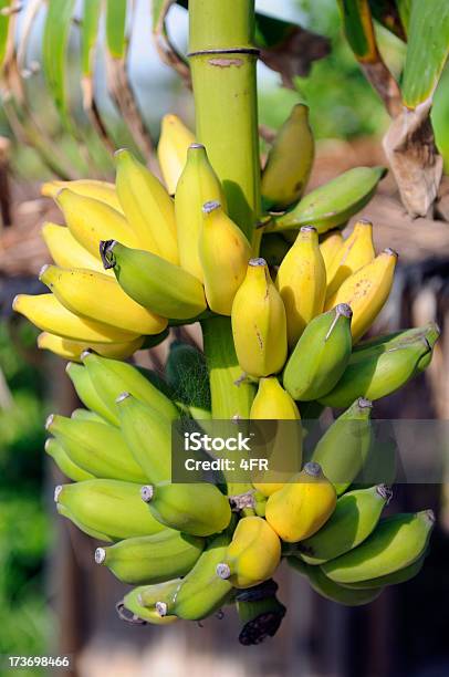 Wild Bananeira - Fotografias de stock e mais imagens de Agricultura - Agricultura, Alimentação Saudável, Amarelo