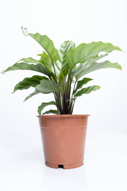 istock Calathea Freddie (Calathea concinna) plant in white background 1736984965