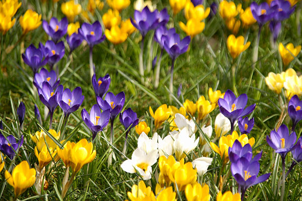 istock Colorful crocus flowers 173698812