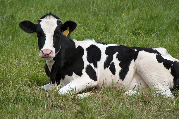 istock Young Calf Sitting In The Grass 173698819