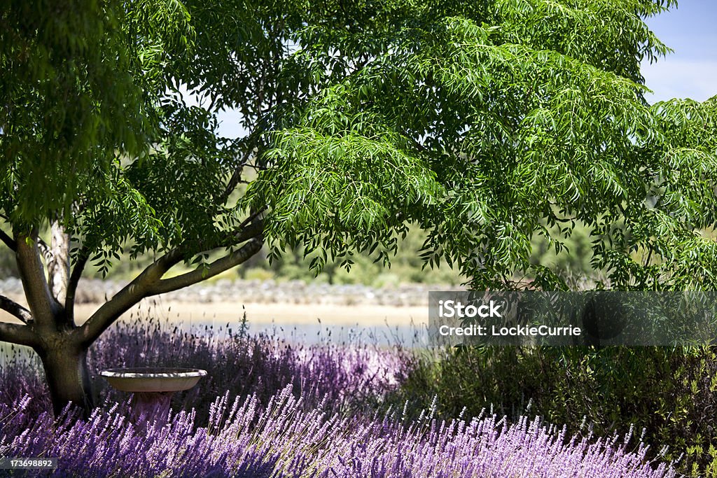 Lavanda gardeen - Foto de stock de Lavanda - Planta libre de derechos