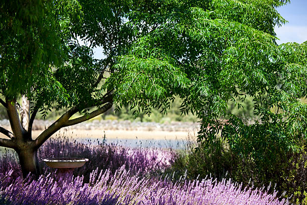 lavanda gardeen - napa napa valley california flower foto e immagini stock