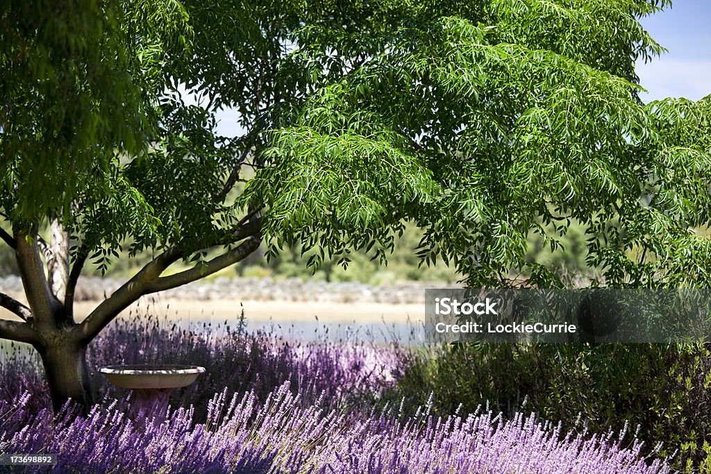 클린싱 gardeen - 로열티 프리 라벤더-식물 스톡 사진