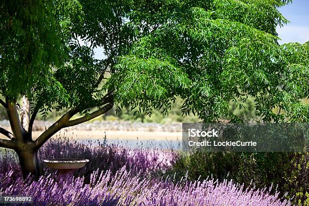 클린싱 Gardeen 라벤더-식물에 대한 스톡 사진 및 기타 이미지 - 라벤더-식물, 나파 밸리, 농장