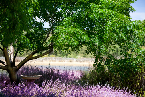 pretty lavender garden at a vineyard