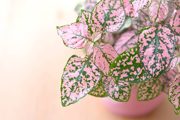 Polka dot plant stock photo