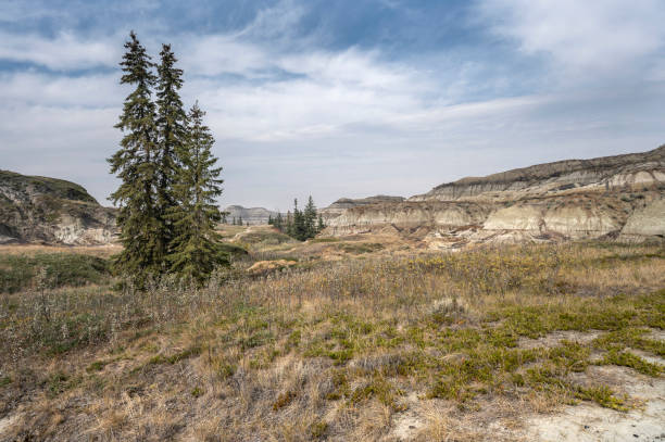 Spruce Trees and Badlands at Horseshoe Canyon Spruce trees with eroded badlands of Horseshoe Canyon near Drumheller, Alberta, Canada horseshoe canyon stock pictures, royalty-free photos & images