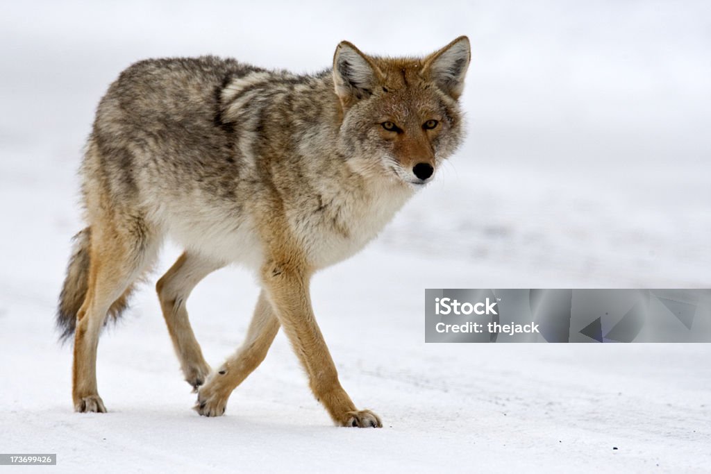 Coyote (Yellowstone NP - Lizenzfrei Kojote Stock-Foto