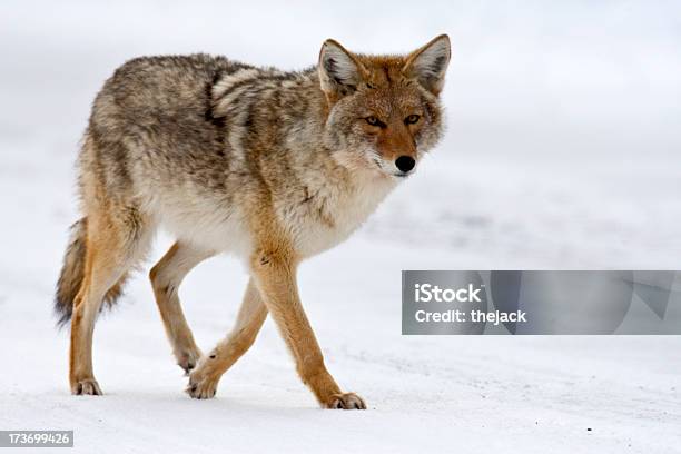 Coyote Yellowstone Np Stockfoto und mehr Bilder von Kojote - Kojote, USA, Berg