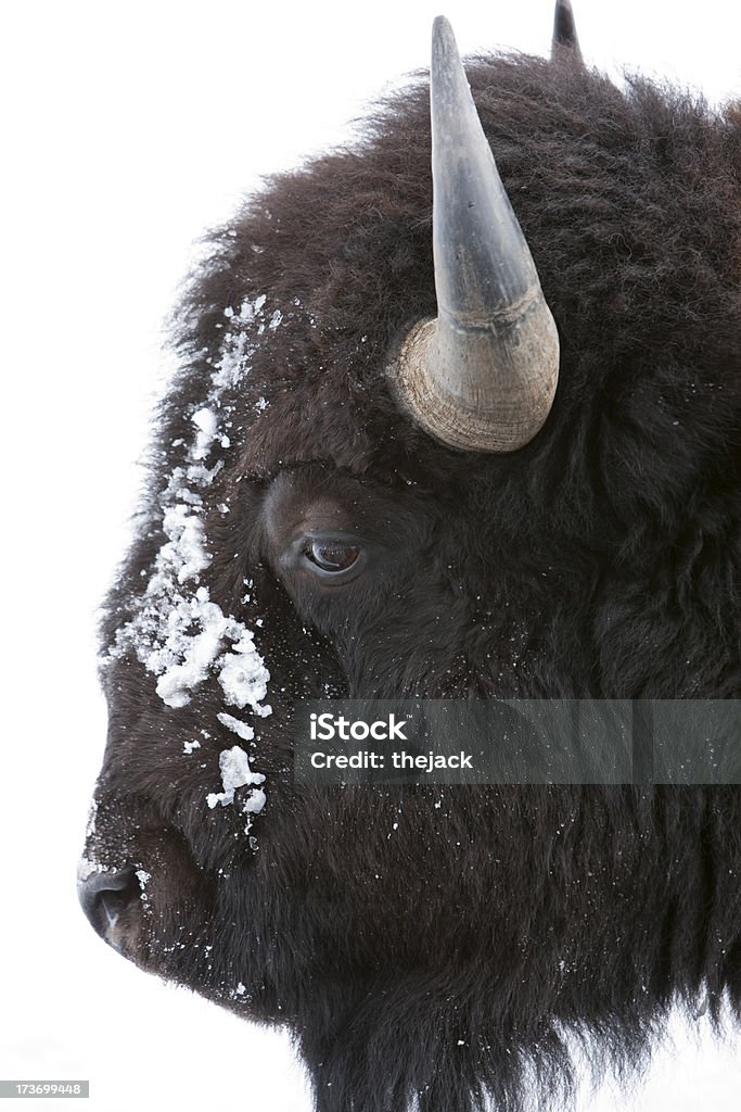 Cabeça de um Bison (isolado com fundo branco - Foto de stock de Animal royalty-free