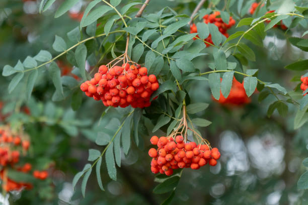 Red rowan berries, several nearby red rowan tree. Close up