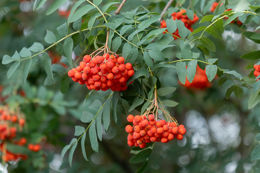 Rowan branch with a bunch of red ripe berries. Selective focus